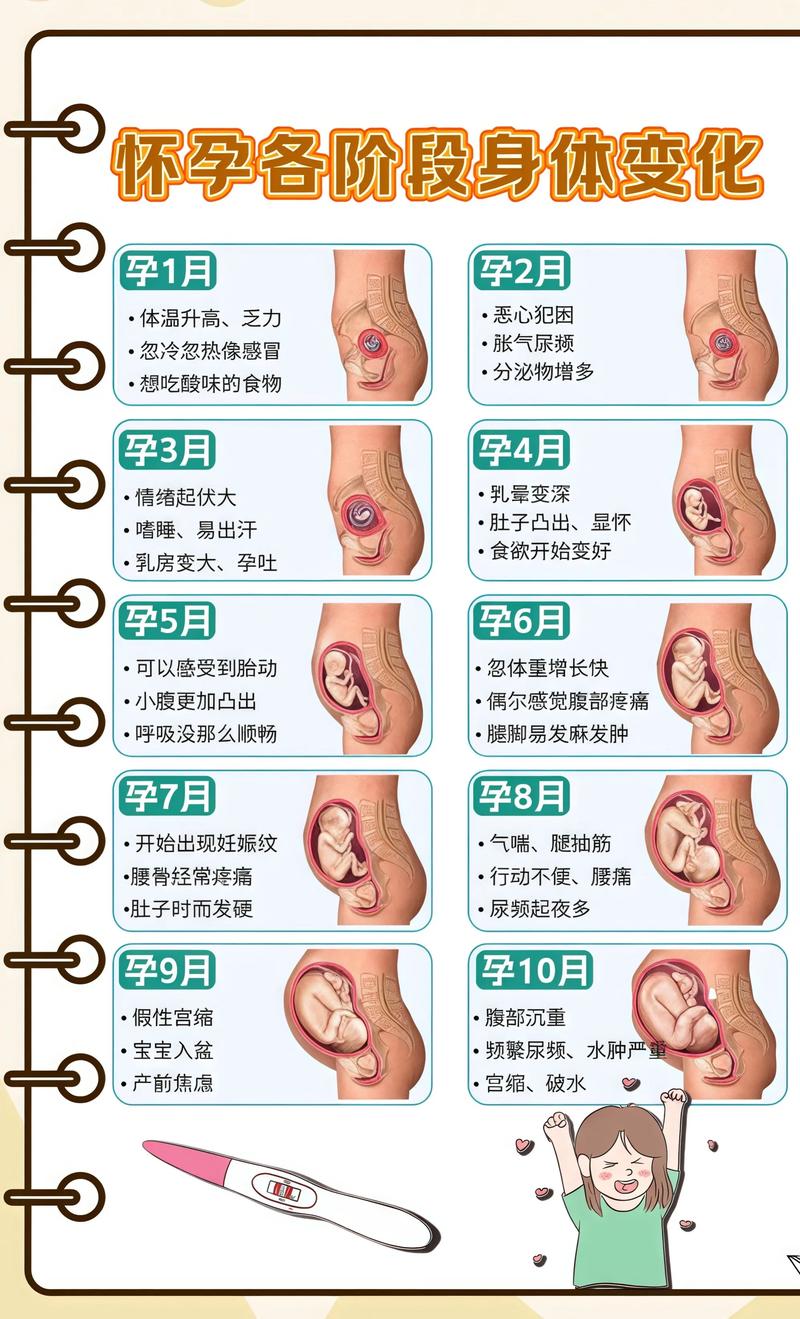 揭秘供卵代孕妈妈怀孕小腹分两节，孕期变化的奥秘昌江代生机构: